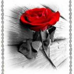 عاشقانه هایم
